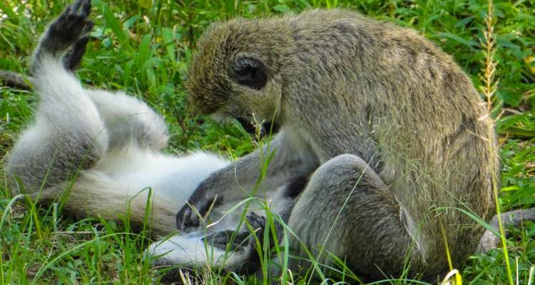 Safari 3D/2N au Ngorongoro et au lac Manyara - Bamba Travel 7