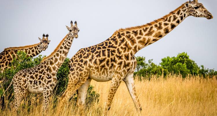 Safari Amboseli 3D/2N - Bamba Travel 1