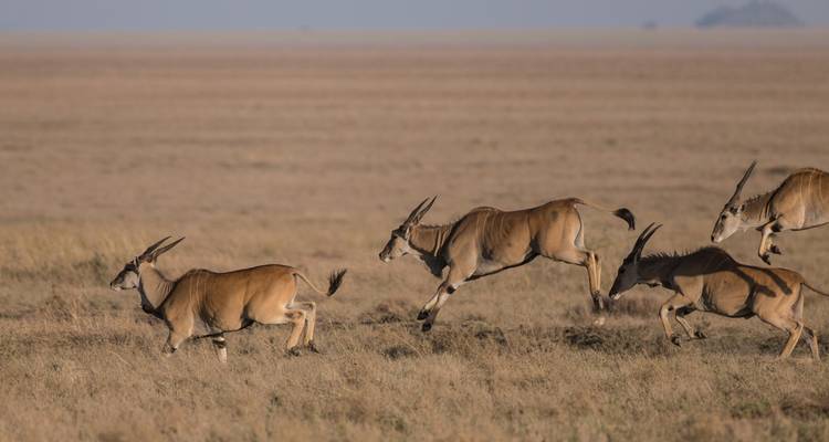 Safari interactif au Masai Mara et au lac Nakuru 4J/3N - Bamba Travel 2