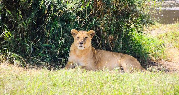 Masai Mara Interactive & Lake Nakuru Safari 4D/3N - Bamba Travel 1
