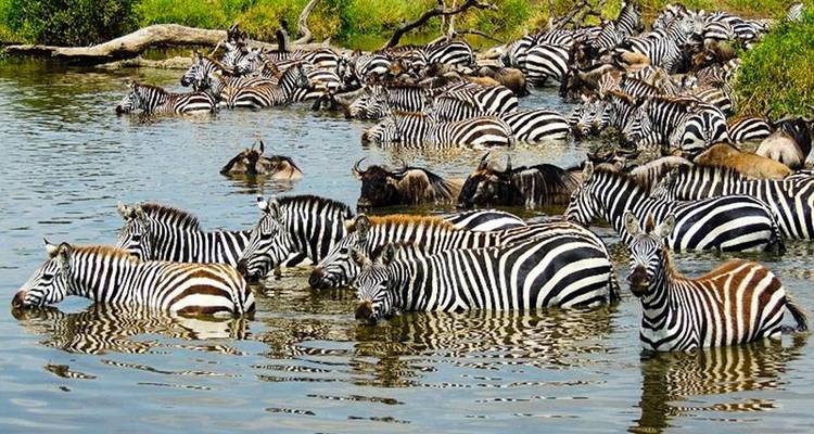 Masai Mara Interactive & Lake Nakuru Safari 4D/3N - Bamba Travel 2