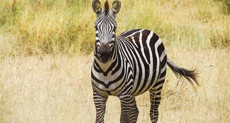 Masai Mara Interactive & Lake Nakuru Safari 4D/3N - Bamba Travel 4