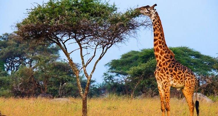 Masai Mara Interactive & Lake Nakuru Safari 4D/3N - Bamba Travel 6