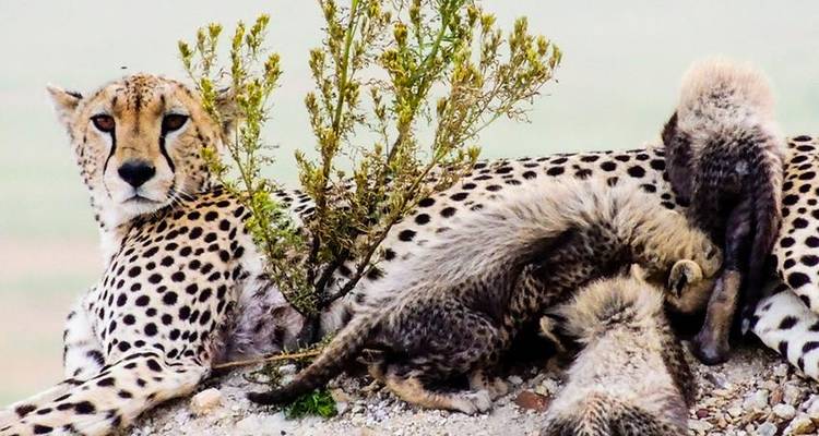 Masai Mara Interactive & Lake Nakuru Safari 4D/3N - Bamba Travel 8