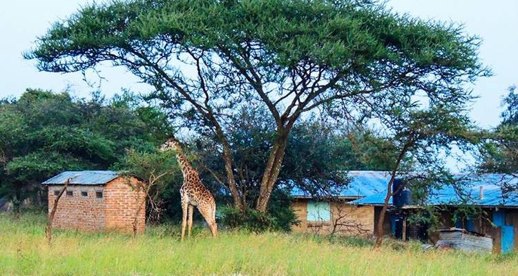 Masai Mara Interactive & Lake Nakuru Safari 4D/3N - Bamba Travel 10