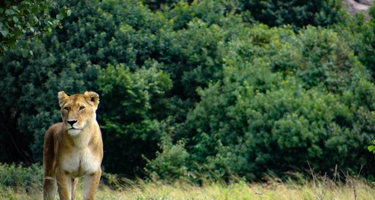 Une lionne debout devant un feuillage dense.