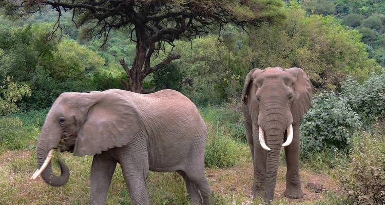 Deux éléphants debout dans une forêt verdoyante luxuriante.