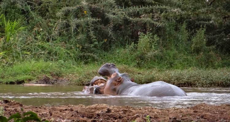 Hippopotame partiellement immergé dans l'eau.