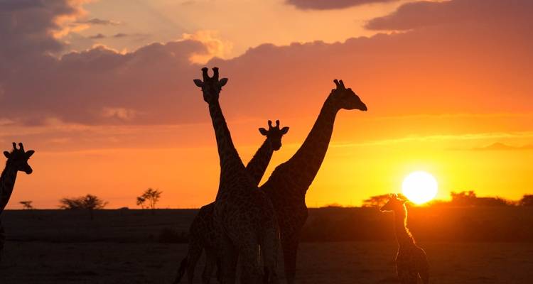 Girafes en silhouette contre un coucher de soleil vibrant.