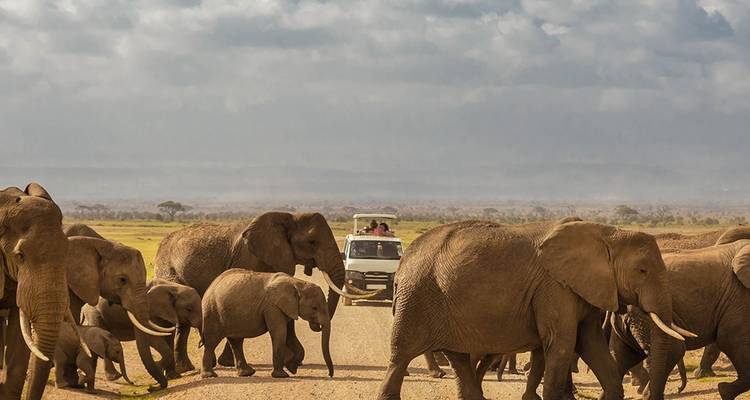 Troupeau d'éléphants traversant la route avec un véhicule de safari en arrière-plan.