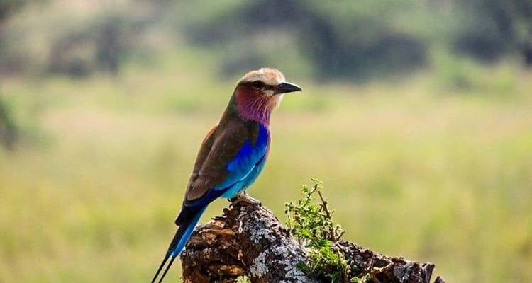 Safari interactif dans le Masai Mara, au lac Nakuru et à Amboseli 6J/5N - Bamba Travel 3