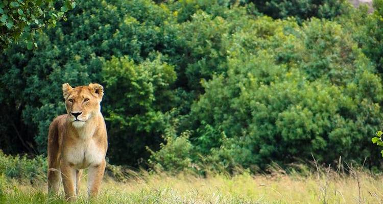 Safari interactif dans le Masai Mara, au lac Nakuru et à Amboseli 6J/5N - Bamba Travel 4