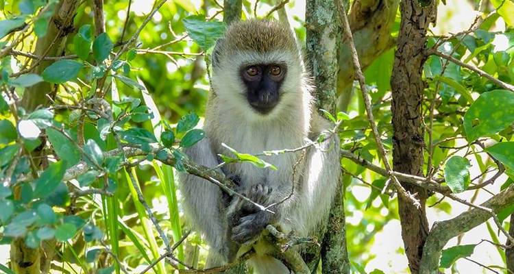 Safari interactif dans le Masai Mara, au lac Nakuru et à Amboseli 6J/5N - Bamba Travel 6