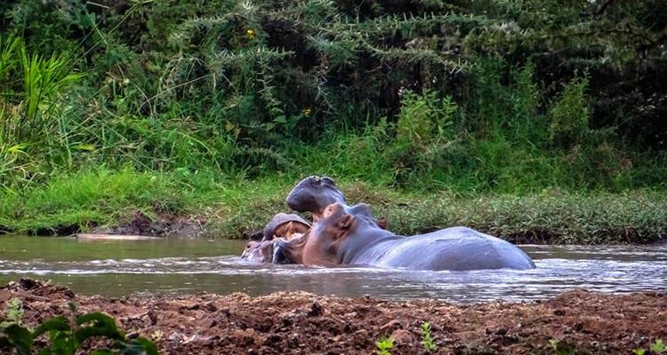 Safari interactif dans le Masai Mara, au lac Nakuru et à Amboseli 6J/5N - Bamba Travel 8