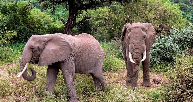 Safari interactif dans le Masai Mara, au lac Nakuru et à Amboseli 6J/5N - Bamba Travel 9