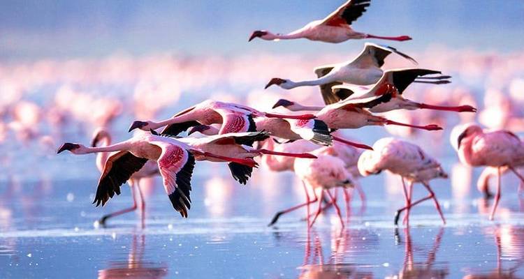 Safari interactif dans le Masai Mara, au lac Nakuru et à Amboseli 6J/5N - Bamba Travel 10
