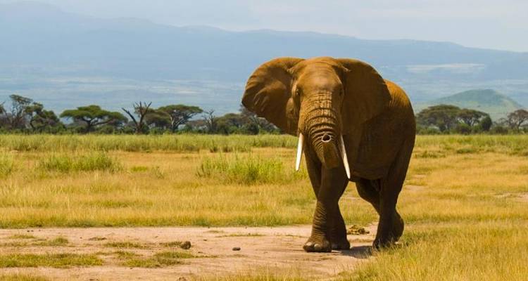 Safari Dream Adventure 6J/5N - Masai Mara, Amboseli et; Tsavo - Bamba Travel 2