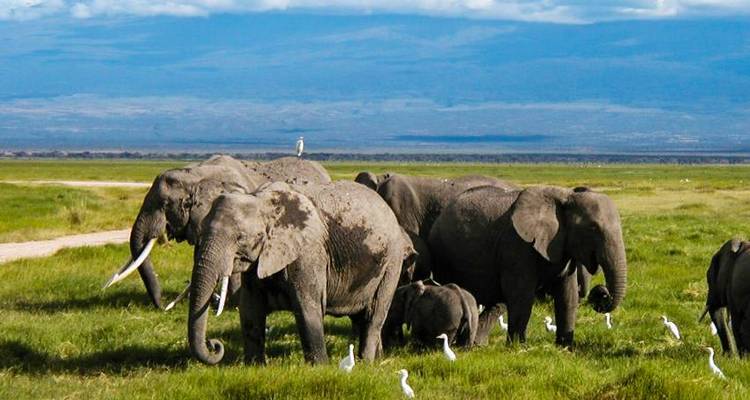 Safari Dream Adventure 6J/5N - Masai Mara, Amboseli et; Tsavo - Bamba Travel 6