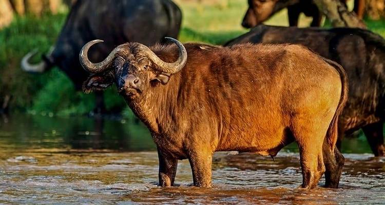 Highlights of Tanzania Safari 5D/4N (Tarangire, Serengeti & Ngorongoro) - Bamba Travel 7