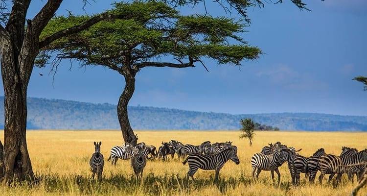 Highlights of Tanzania Safari 5D/4N (Tarangire, Serengeti & Ngorongoro) - Bamba Travel 3