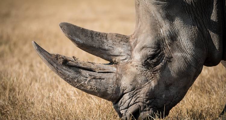 Gros plan d'un rhinocéros broutant dans une zone herbeuse.
