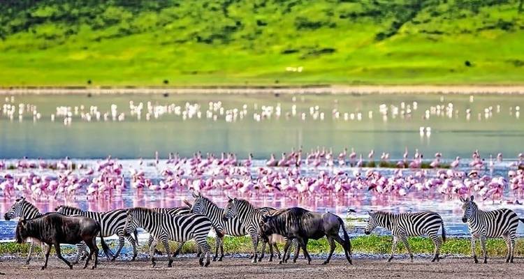 Highlights of Tanzania Safari 5D/4N (Tarangire, Serengeti & Ngorongoro) - Bamba Travel 9