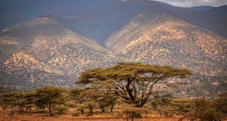 Des acacias dorés parsèment la savane ondulante encadrée par des montagnes escarpées et ensoleillées.