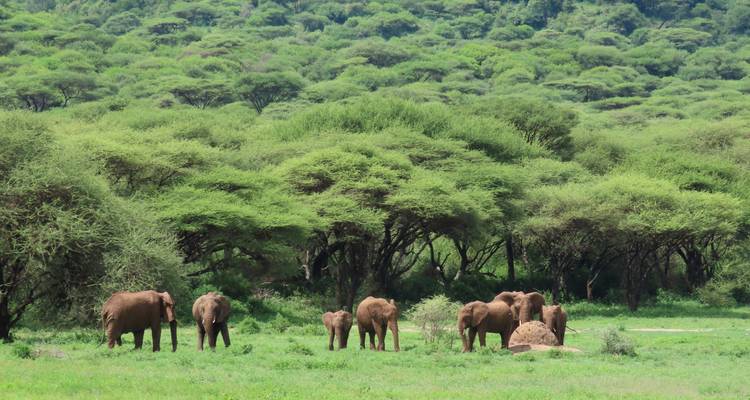 Une famille d'éléphants paît dans une prairie luxuriante aux herbes vertes, bordée par une forêt dense.