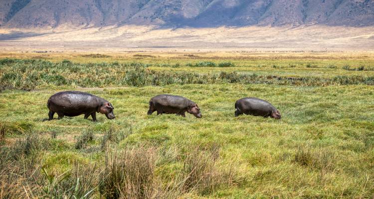 Trois hippopotames paissent dans une zone humide marécageuse et verdoyante avec des collines arides au loin.