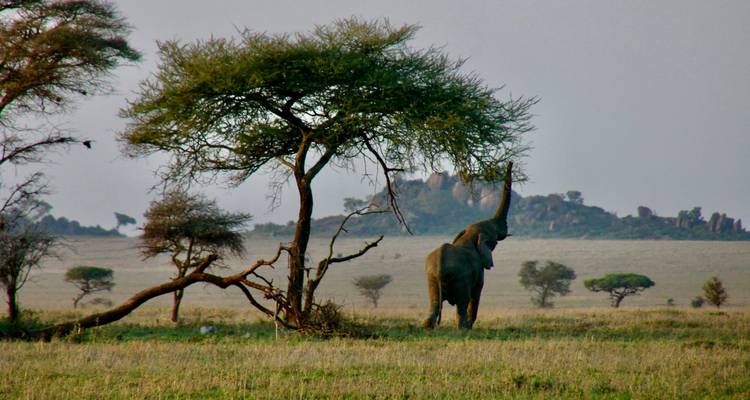 Un éléphant solitaire étire sa trompe pour se nourrir d'un acacia sur une prairie dégagée.