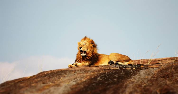 Un lion mâle se repose au sommet d'un affleurement rocheux en rugissant vers le vaste ciel.