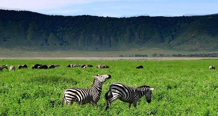 Highlights of Tanzania Safari 5D/4N (Tarangire, Serengeti & Ngorongoro) - Bamba Travel 8