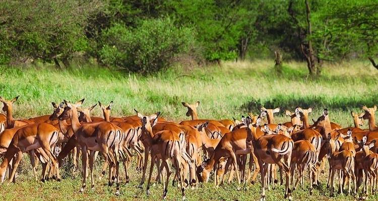 Safari en Tanzanie - Tarangire, Serengeti et Ngorongoro / 5 jours/4 nuits - Bamba Travel 10