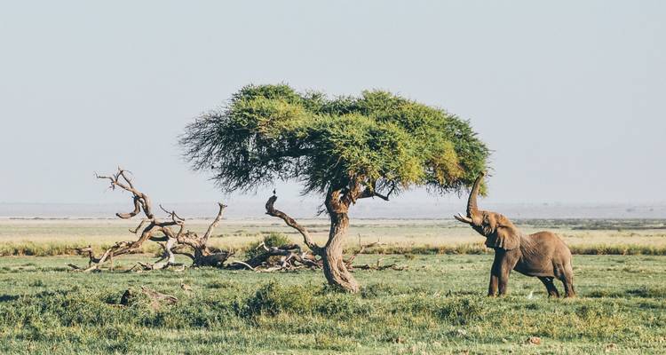 Éléphant qui tend la trompe vers les feuilles sous un arbre dans une plaine herbeuse.
