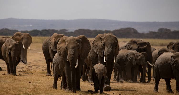 Troupeau d'éléphants traversant une savane aride.