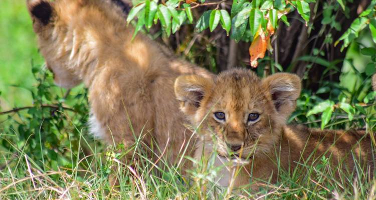 Lionceaux se reposant dans l'herbe près d'un arbre.