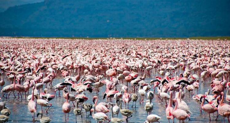 Big Game Safari - Masai Mara, Lake Nakuru, Aberdare et Amboseli - 8 jours/7 nuits - Bamba Travel 2