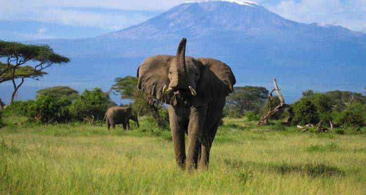 Big Game Safari - Masai Mara, Lake Nakuru, Aberdare et Amboseli - 8 jours/7 nuits - Bamba Travel 3