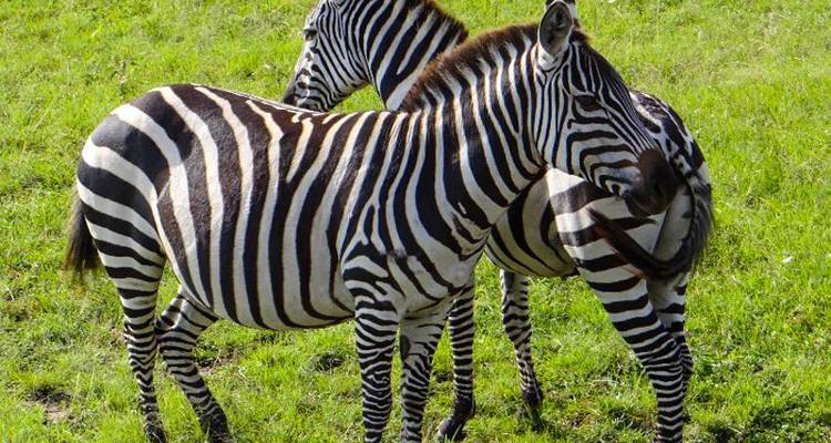 Big Game Safari - Masai Mara, Lake Nakuru, Aberdare et Amboseli - 8 jours/7 nuits - Bamba Travel 7