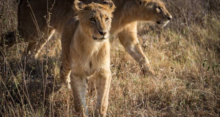 Lakes & Mountain Safari 10D/9N (Masai Mara, Lake Nakuru & Baringo, Samburu, Amboseli) - Bamba Travel 2