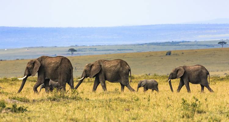 Lakes & Mountain Safari 10D/9N (Masai Mara, Lake Nakuru & Baringo, Samburu, Amboseli) - Bamba Travel 3