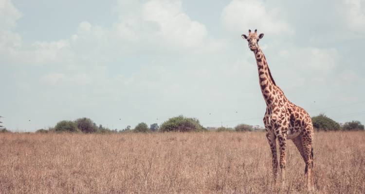 Lakes & Mountain Safari 10D/9N (Masai Mara, Lake Nakuru & Baringo, Samburu, Amboseli) - Bamba Travel 6