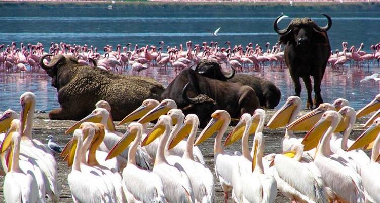 Safari lacs et montagnes 10J/9N - Masai Mara, Lac Nakuru et; Baringo, Samburu, Amboseli - Bamba Travel 2