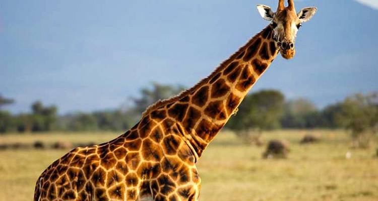 Safari lacs et montagnes 10J/9N - Masai Mara, Lac Nakuru et; Baringo, Samburu, Amboseli - Bamba Travel 7