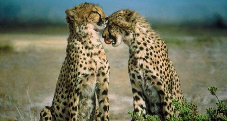 Safari lacs et montagnes 10J/9N - Masai Mara, Lac Nakuru et; Baringo, Samburu, Amboseli - Bamba Travel 9