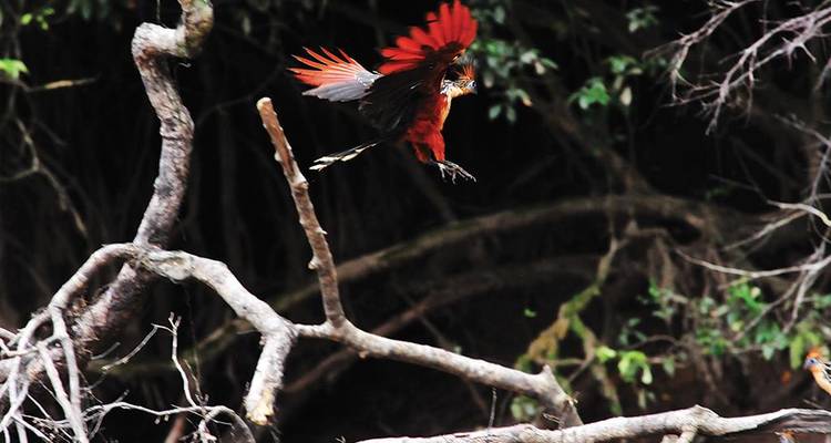 Aventure Cuyabeno Amazon Eco-Lodge en 5J/4N - Bamba Travel 3