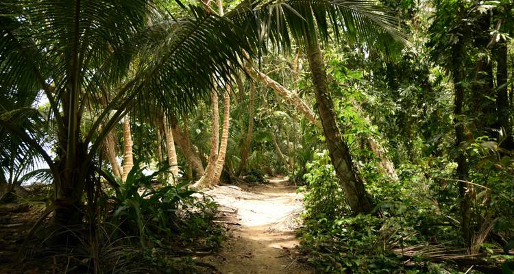 Sentier à travers une forêt tropicale dense.