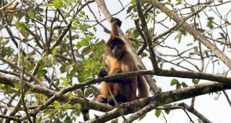 Singe-araignée assis dans un arbre tenant une branche.
