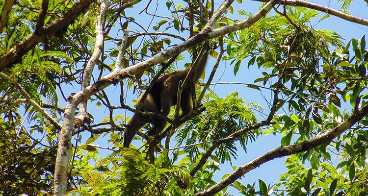 Aventure dans le parc national de Tortuguero 3D/2N - Bamba Travel 2