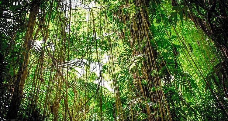 Aventure dans le parc national de Tortuguero 3D/2N - Bamba Travel 3